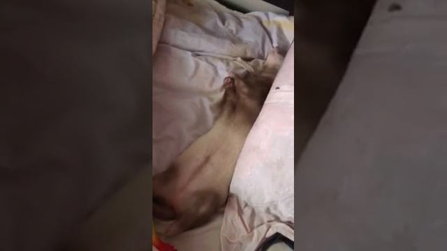 хорек смотреть онлайн