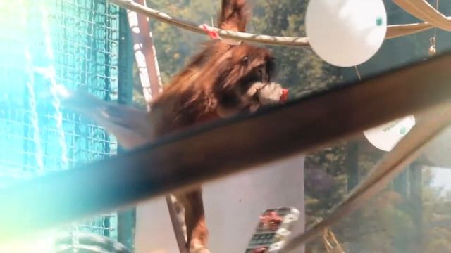 Экскурсия в экопарк Фельдмана смотреть онлайн