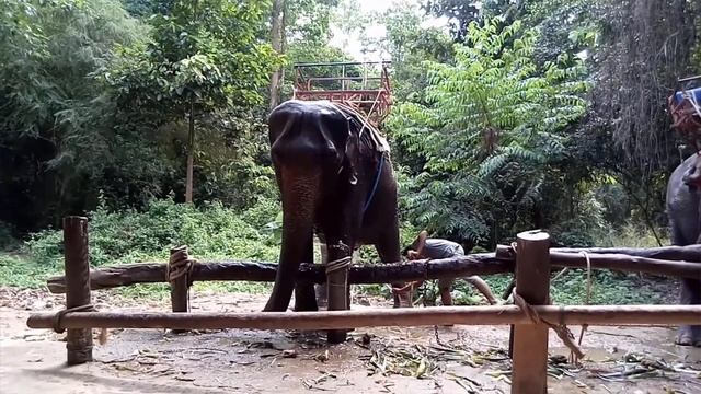 Таиланд. Thailand/ Islands/ Elephants/ острова и слоны в Таиланде смотреть онлайн
