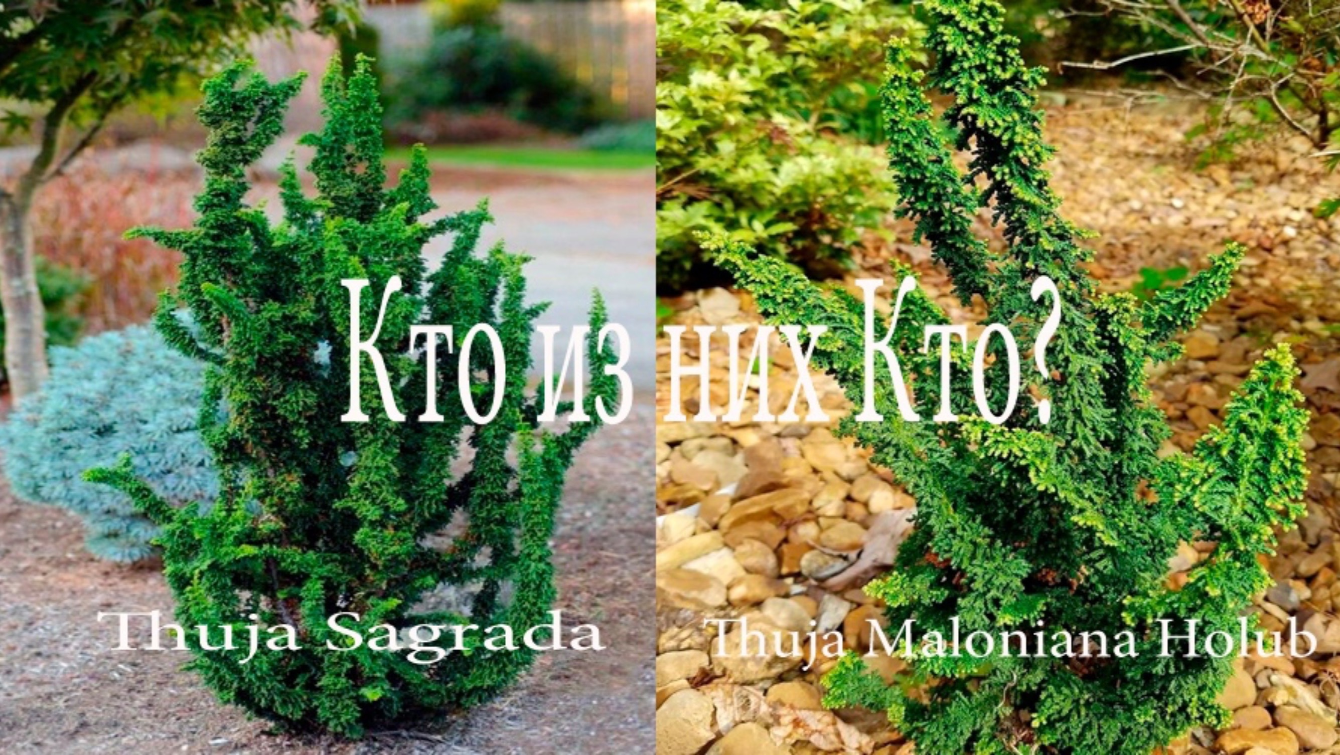 Туя западная Малониана Холуб
(Thuja occidentalis Maloniana Holub)
или Туя  Саграда (Sagrada) обзор.
