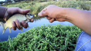 карась на нахлыст рыбалка в маленькой речке