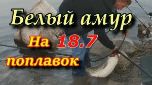 Белый амур 18.700. Рыбалка  на белого амура. Белый амур осенью на удочку.