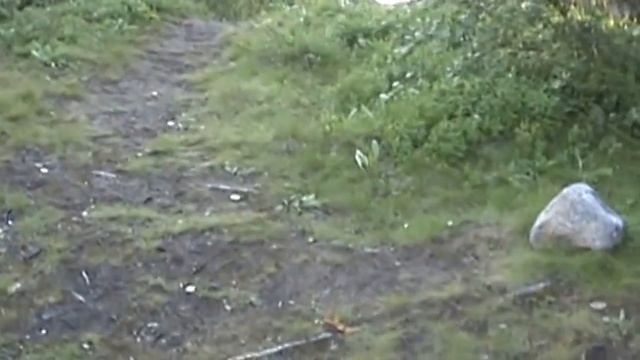 Териберка 2012г  Визит лисы