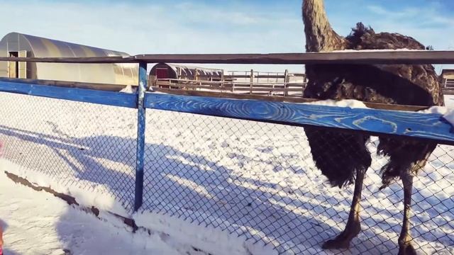 Варя и Дана на СТРАУСИНОЙ Ферме!!! Едут Кормить Страусов и ХРЮШЕК. Зимняя Прогулка УДАЛАСЬ!!! смотреть онлайн