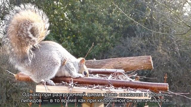 Обнаружено влияние диеты на развитие рака смотреть онлайн