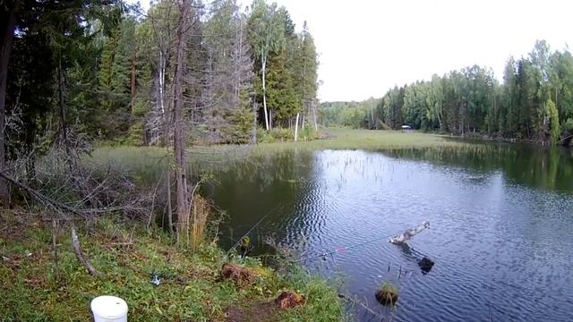 Со спинингом по прудам 2019