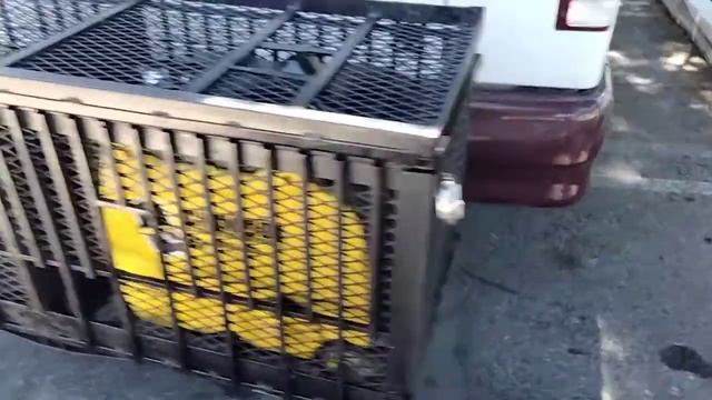 champion generator almost done смотреть онлайн