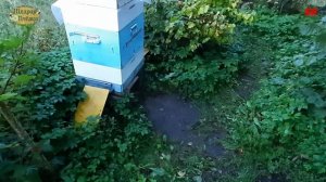 закорм пчел в зиму главное не допустить ошибок