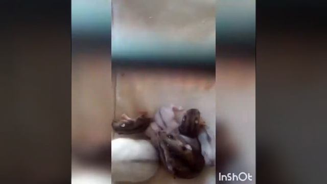 Маленькие хомки ихняя мама, и как я их кормлю арбузом и дыней😃😄😊😍😘 смотреть онлайн