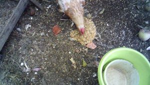 Кормление курочки