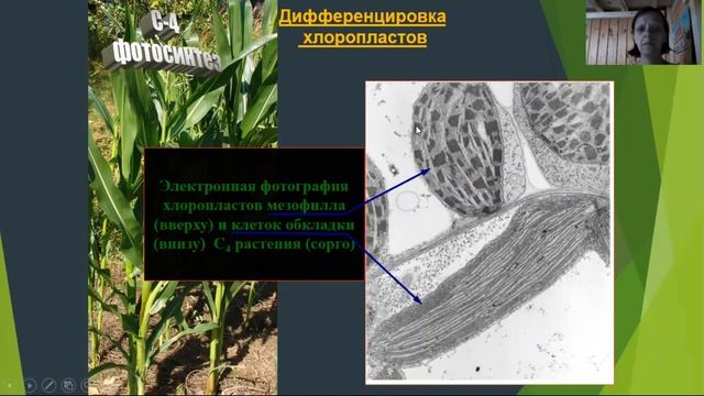 Физиология растений 6
