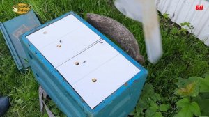 заселение нуклеуса летной пчелой, пчеловодство