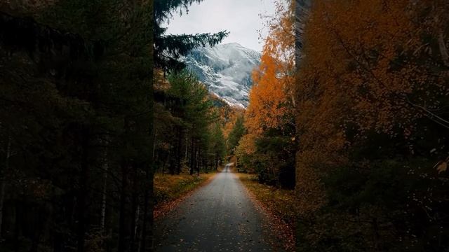Прекрасный вид леса...