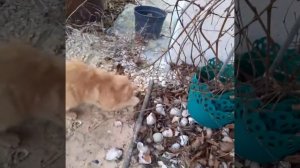 кот ловит мышь и отпускает. мышь кот