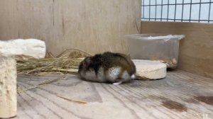 ХОМЯК в клетке ШИНШИЛЛЫ