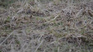 подорожники