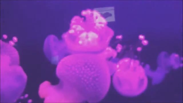 MONACO - Musée océanographique 2/3 смотреть онлайн