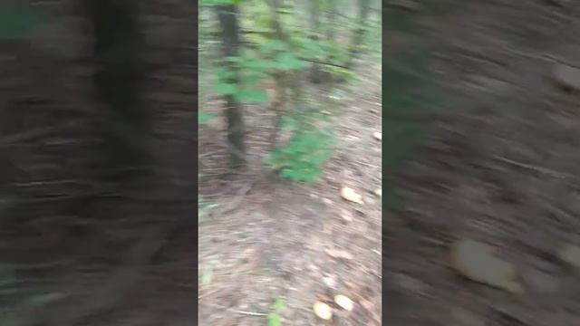 Грибное эльдорадо смотреть онлайн