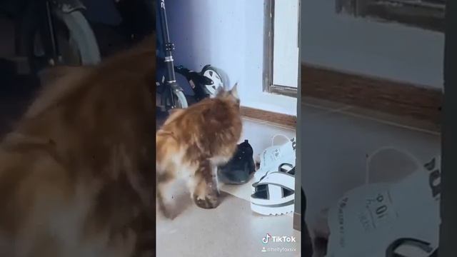 МЕЙН-КУН БЕНГАЛЬСКАЯ КОШКА 
