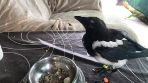 Сорока ест. Magpie eats.