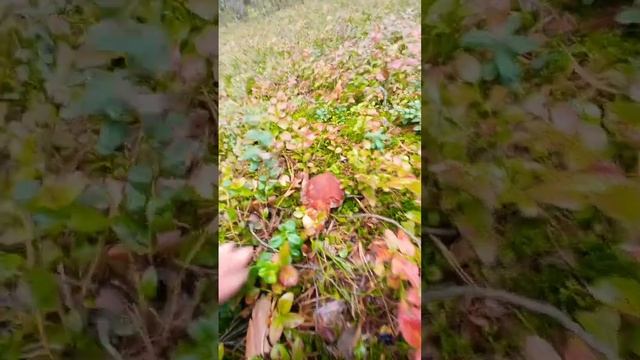 Смотрите какого красавца нашёл смотреть онлайн