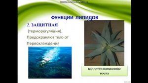 Структурные компоненты липидов. Свойства и функции жиров : подготовила  Шульга Людмила Владимировна