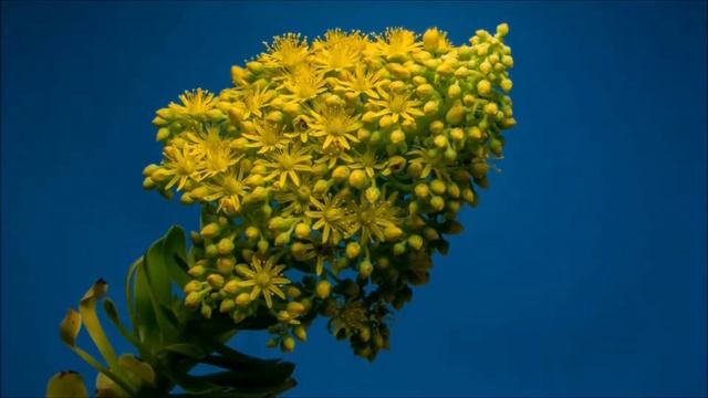 Tchaikovsky - The Nutcracker Suite - Act II, No.15. Final Waltz and Apotheosis смотреть онлайн