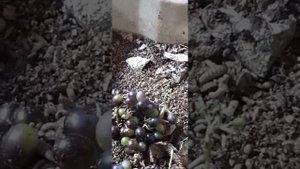 Личинки чёрной львинки на продажу