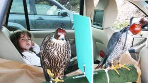 Соколиная охота (Шотландия)