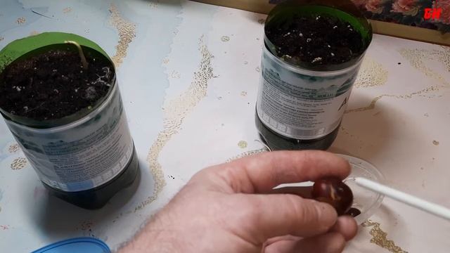 КАК ВЫРАСТИТЬ КАШТАН ИЗ ОРЕХА В ДОМАШНИХ УСЛОВИЯХ САД ОГОРОД САДОВОДСТВО