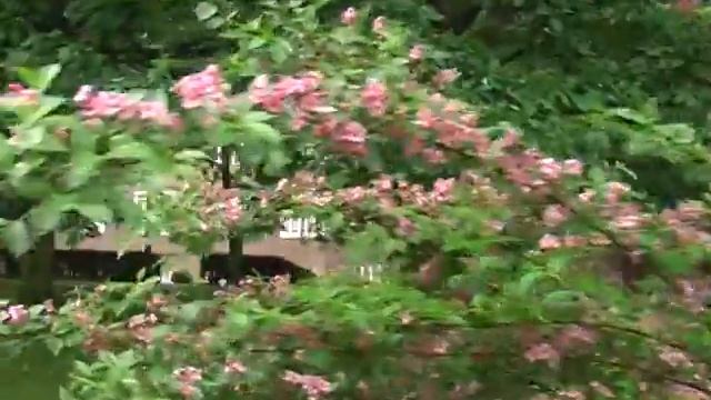 Гамбург часть 5 ПАРК.mpg