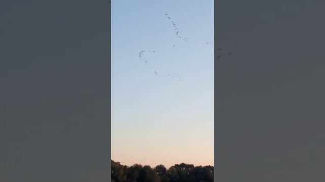 Огромные стаи !Перелёт журавлей. смотреть онлайн