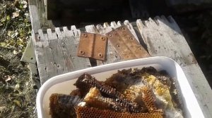 Как выращивать личинку восковой моли