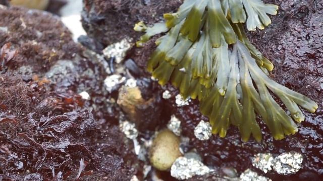 Vanna Project: Chapter Two Preview смотреть онлайн