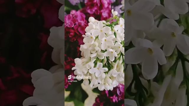 Весенний букет!!!