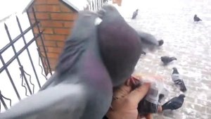 РУЧНЫЕ  ГОЛУБИ