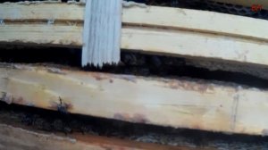 пчеловодство, гибель семьи - варроатоз