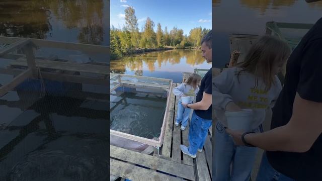 Кормление форели в садках.