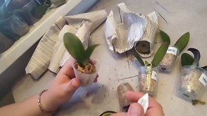 Очередная посылка с уценочками. #phalaenopsis #орхидеи