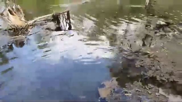 Отпустил щуку