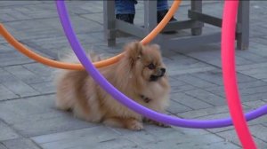 Догтренинг 547. Правильный померанский шпиц Лютый