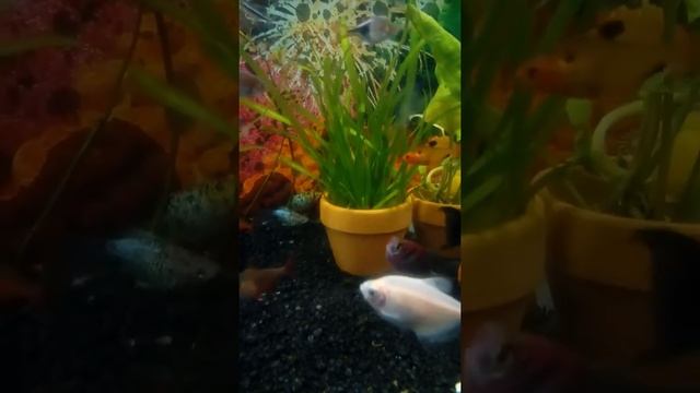 Чистый аквариум!!!!!! Купил петушков для дальнейшего нереста??!!'')) смотреть онлайн