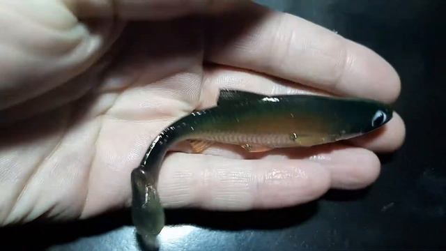 BELYASHKA SHAD REALISTIC 100 mm смотреть онлайн