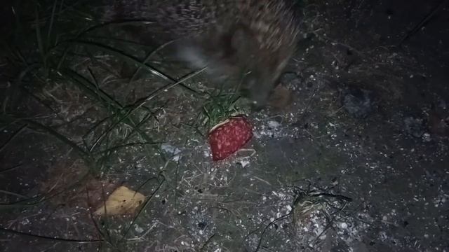 Колбасный аферист//ЁЖИК ЕСТ КОЛБАСУ//Я В ШОКЕ смотреть онлайн