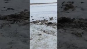 Зимняя рыбалка неводом часть1