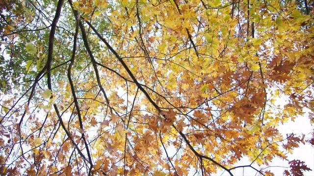 Tchaikovsky The Nutcracker Suite Act II, No 10 Grandfather Dance смотреть онлайн