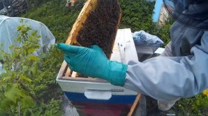 пчеловодство, пчелопакет 2 недели спустя, установка 2 корпуса