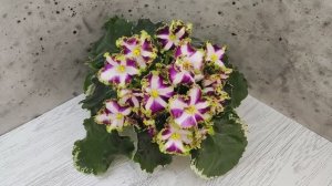 Фиалка химера Лесной Царь