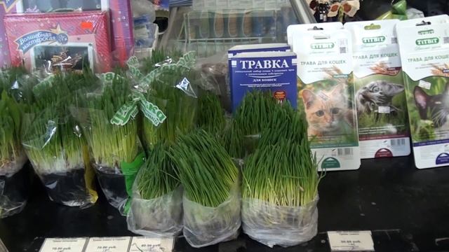 Сюжет про кошек смотреть онлайн