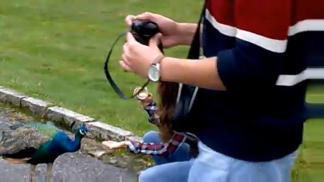 Индивидуальные экскурсии.Замки, павлины. Андрей Шадрин гид в Вене. #гидШадринАндрей смотреть онлайн